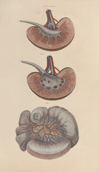 A system of anatomical plates of the human body Pl091 1840