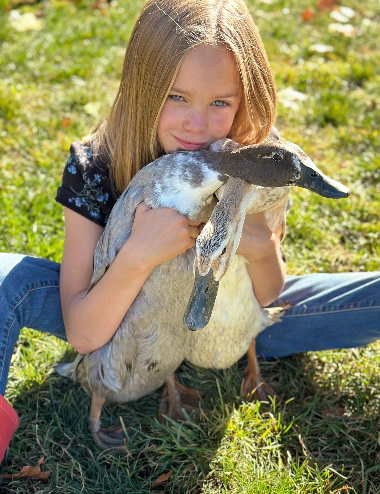 Blue Swedish Duckling