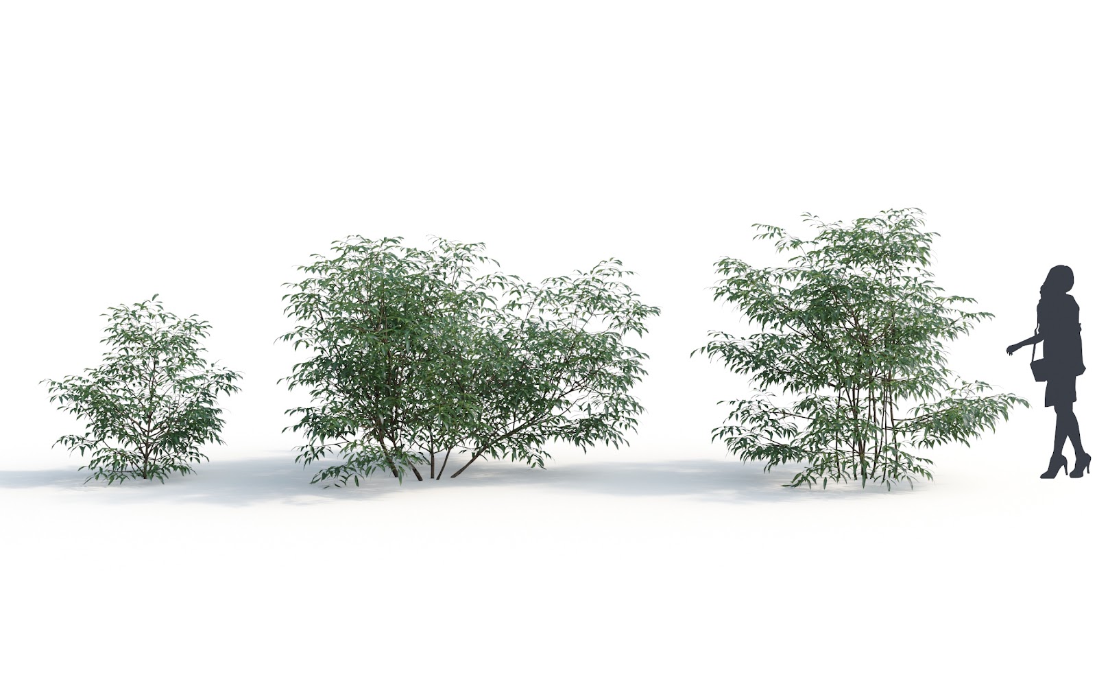 Maxtree - Plant Models Vol.6