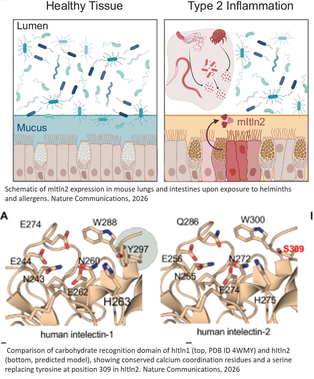 Intelectin-2 is a broad-spectrum antimicrobial lectin