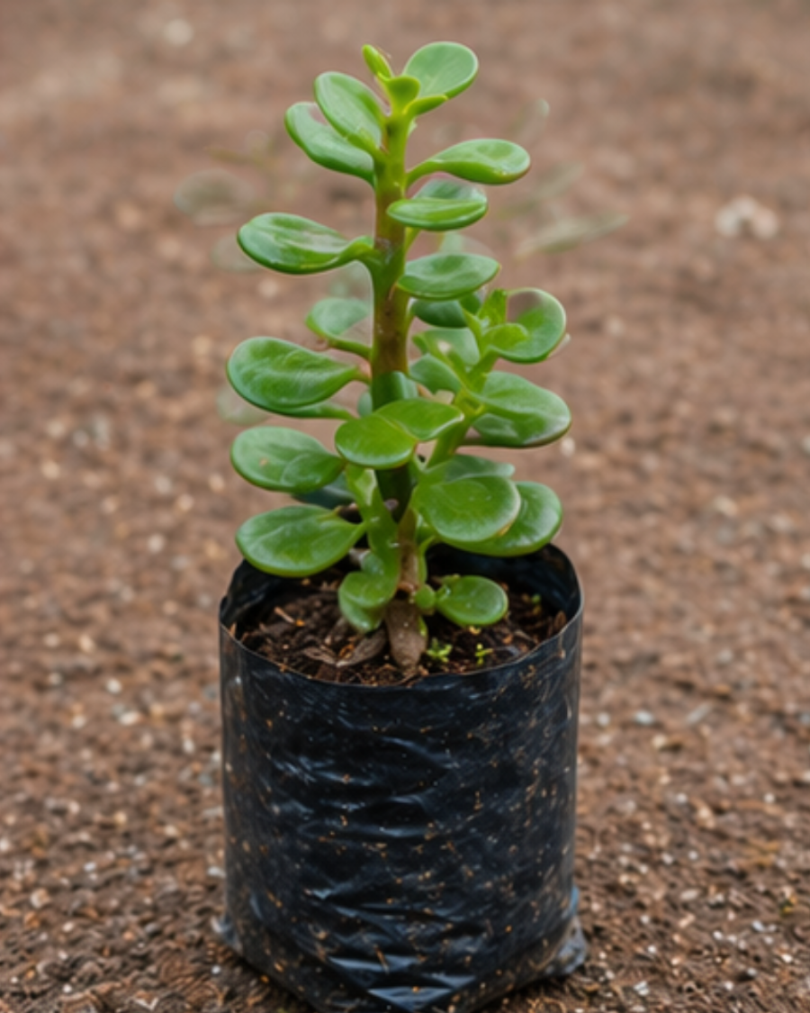 Jade Plant Indoor — view 6