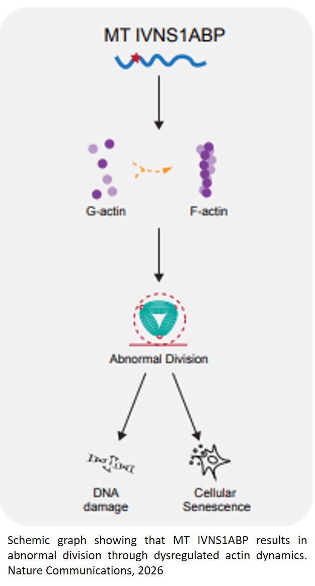 IVNS1ABP mutation drives cellular senescence in newly identified progeroid neuropathy