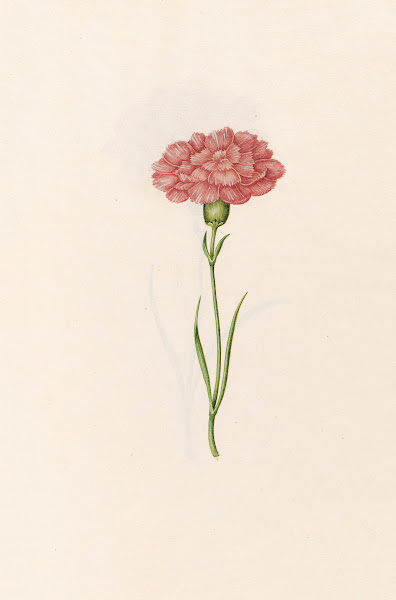 Carnation 1692