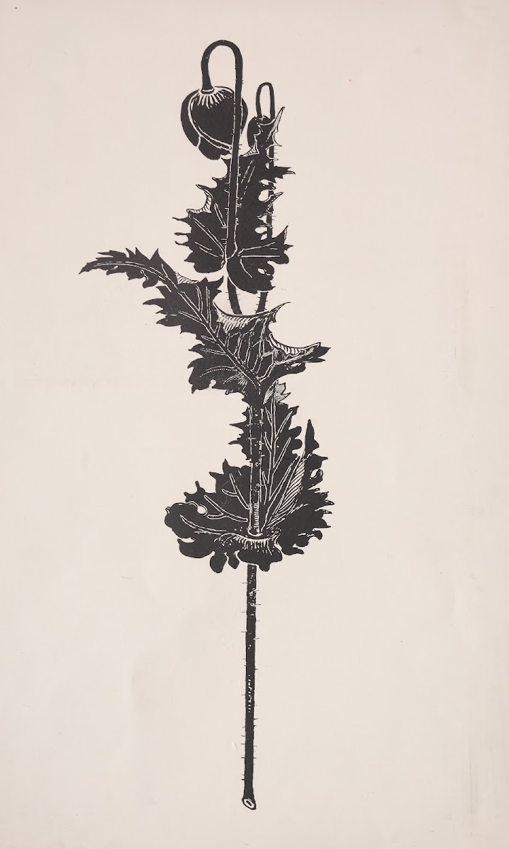 Flower Study 18601911