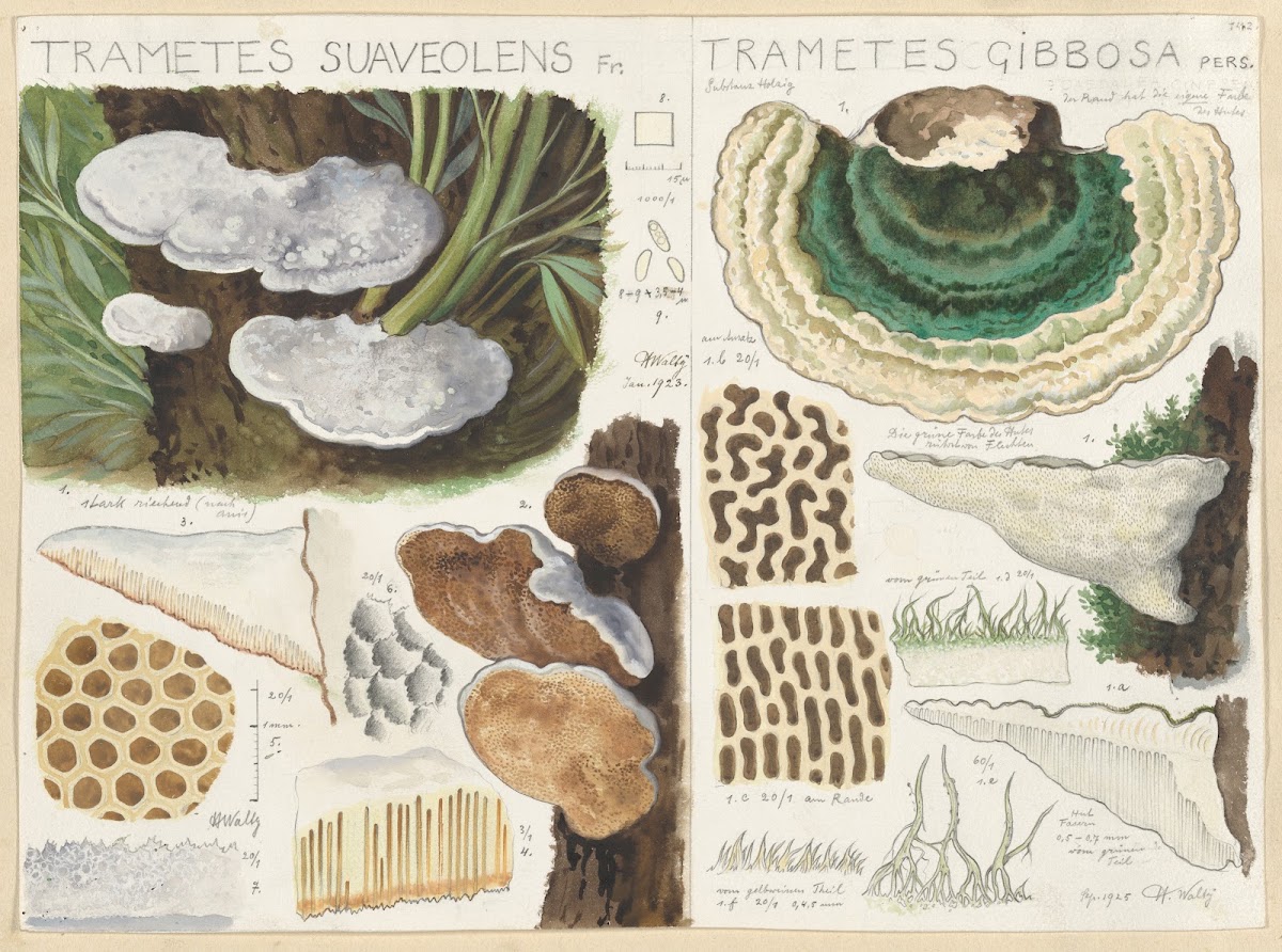 Trametes suaveolens 1915 1945
