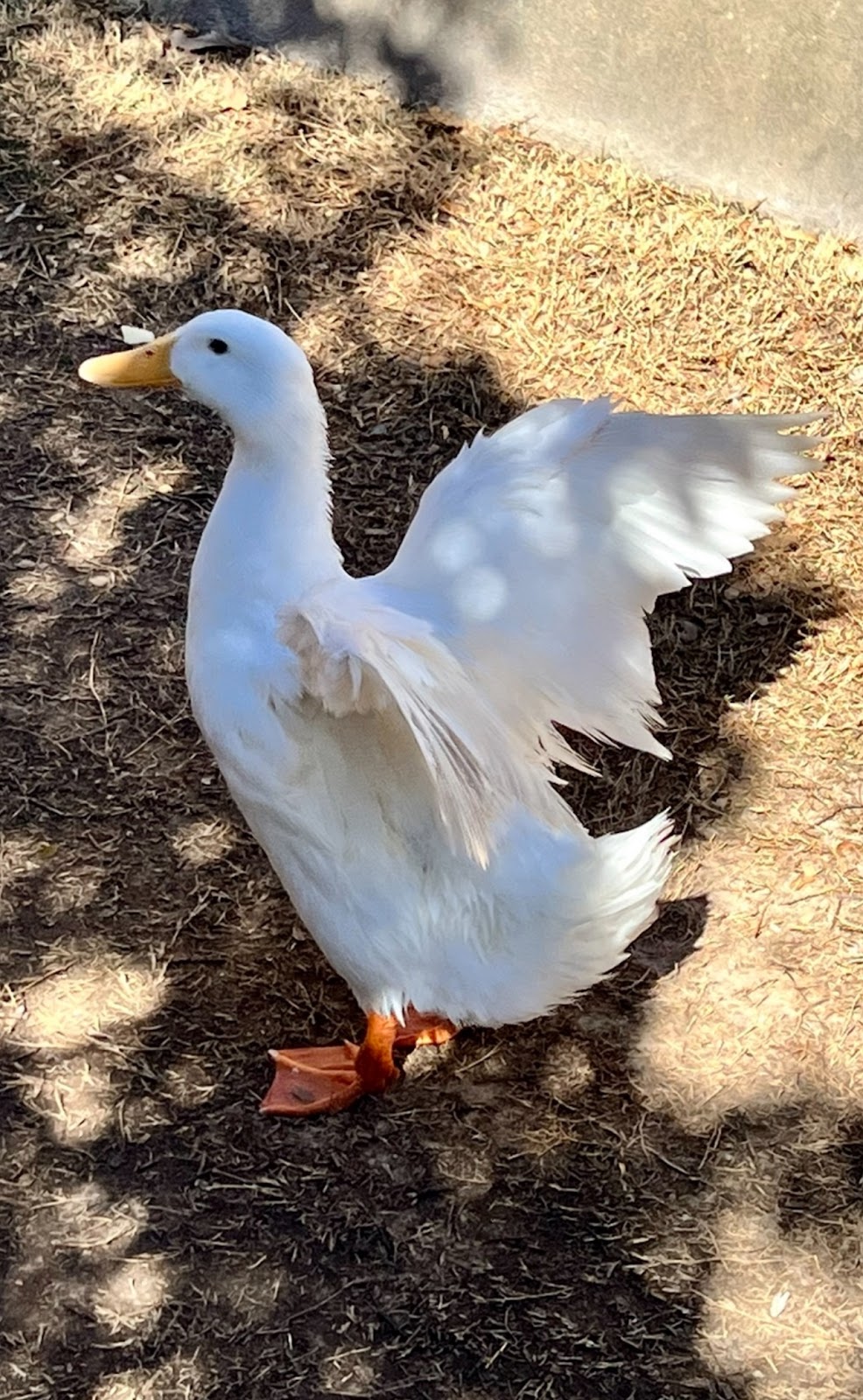 White Layer Duckling