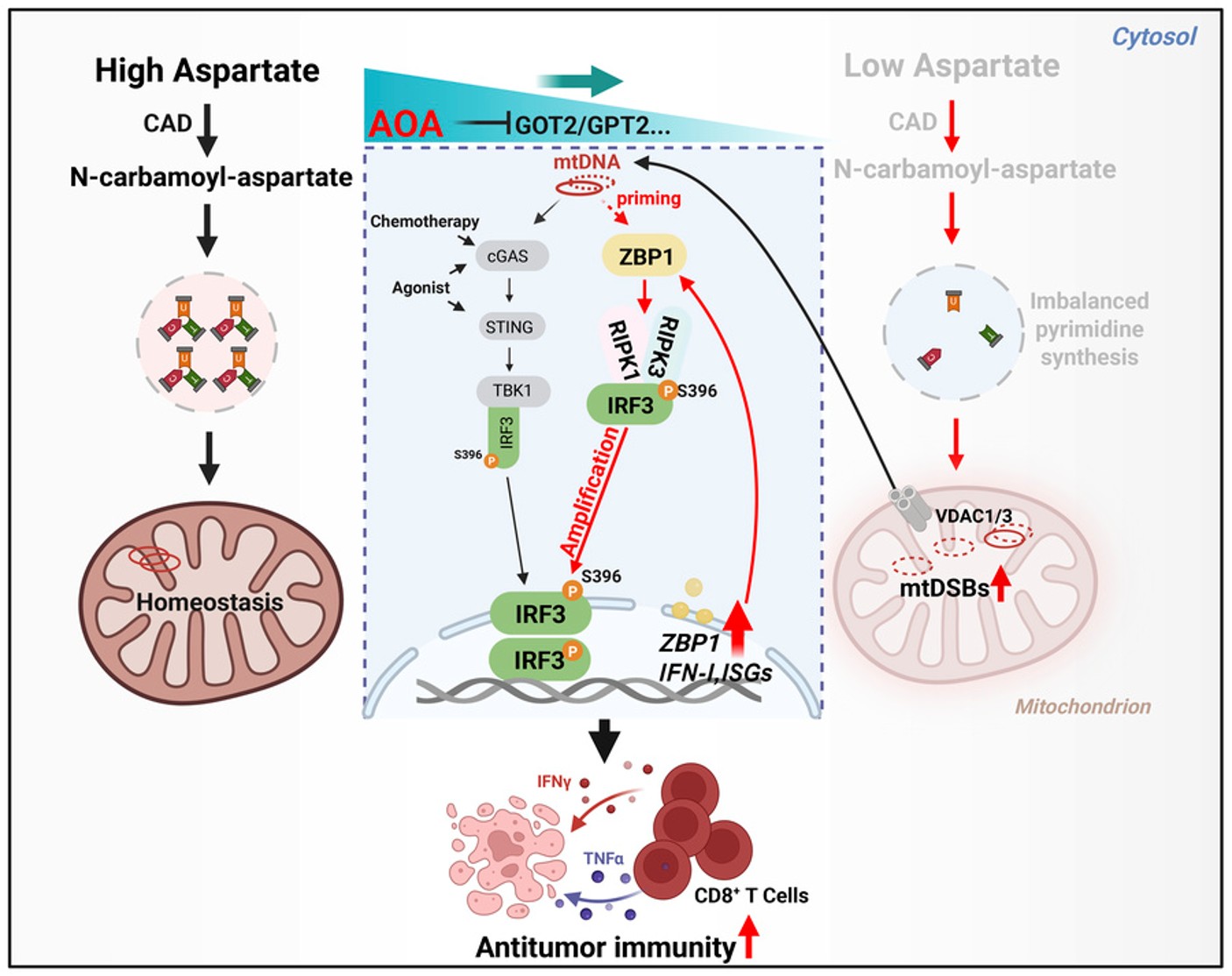 How aspartate plays a role in antitumor immunity