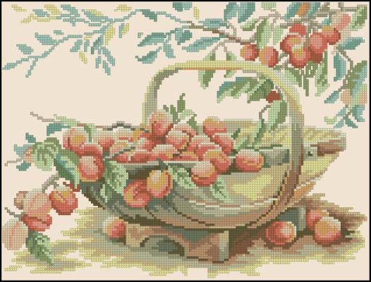 CMP 200039 Basket With Plums