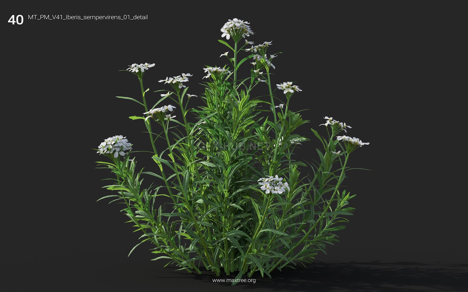 Maxtree - Plant Models Vol.41