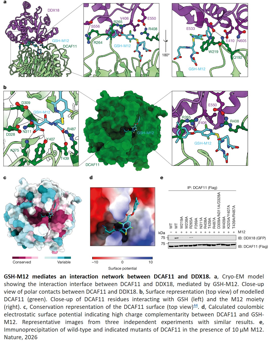 DCAF11-dependent molecular glue degrader activated by glutathionylation