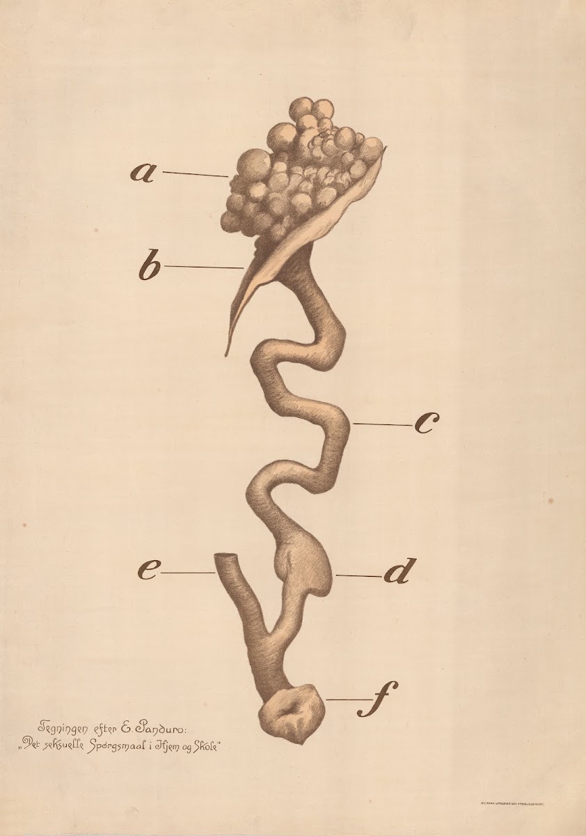 Ovary and fallopian tube 1924
