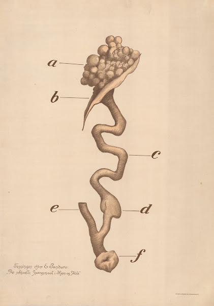 Ovary and fallopian tube 1924