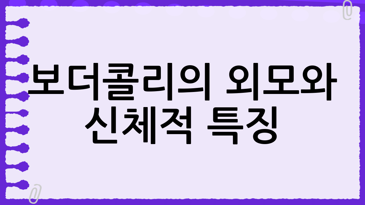 보더콜리의 외모와 신체적 특징: 날렵함 속에 숨겨진 강인함