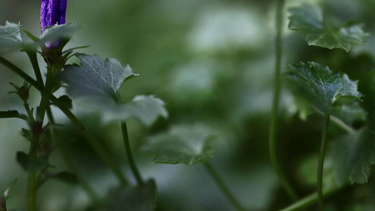 인류 문화에서 제도의 기원과 진화 과정 분석