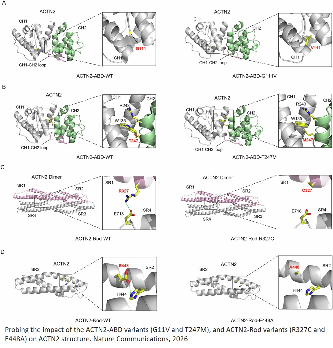 Comprehensive biophysical and structural profiling of alpha-actinin-2 variants reveals mechanistic diversity in hypertrophic cardiomyopathy