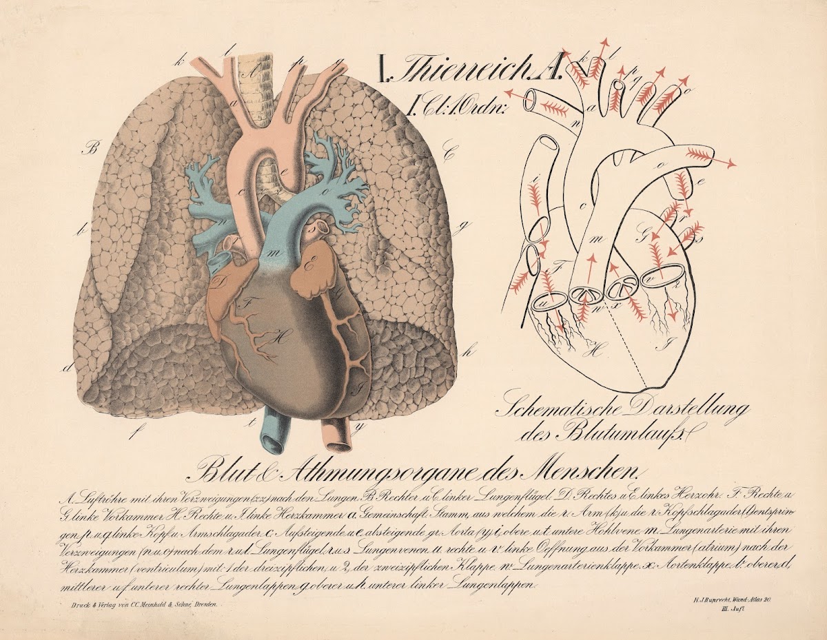 Blut und Atmungsorgane des Menschen Schematische Darstellung des Blutumlaufs 187