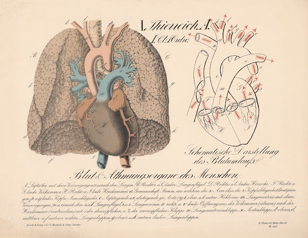 Blut und Atmungsorgane des Menschen Schematische Darstellung des Blutumlaufs 187