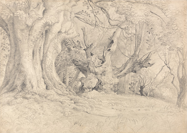 Ancient Trees Lullingstone Park 1828