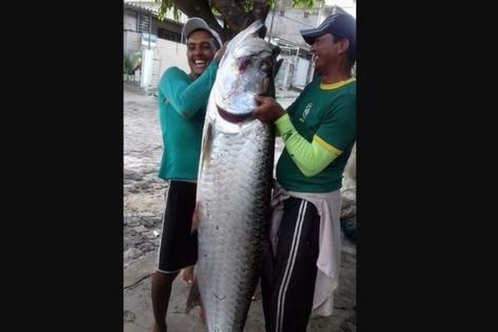 Ngư dân bắt được con cá khổng lồ dài 2 mét, nặng 70kg - Tạp chí Người Đưa Tin