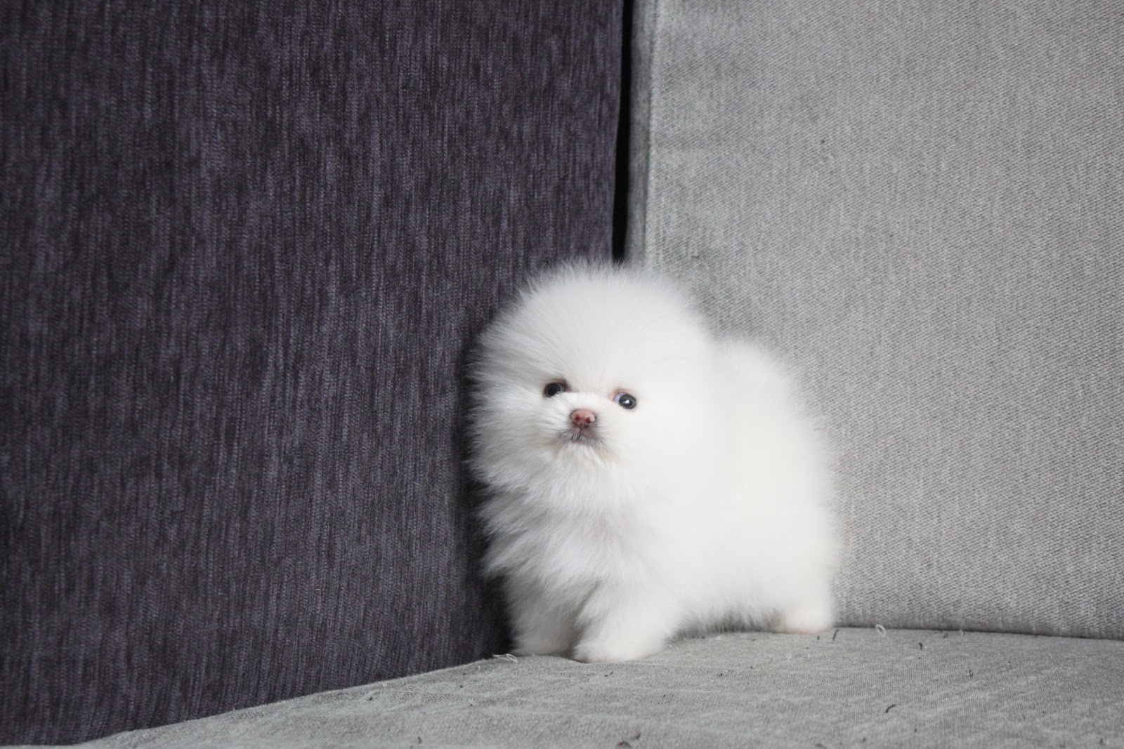 1/21出生 高端優質茶杯型松鼠白博美妹妹