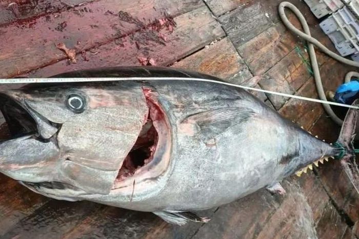 Ngư dân bắt được 2 con cá ngừ khổng lồ, nặng 200kg trên biển - Tạp chí Người Đưa Tin