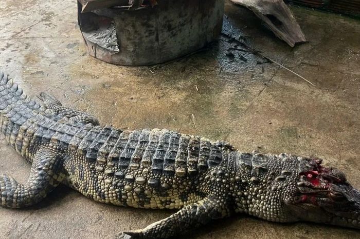 Bắt được cá sấu dài hơn 1m trong ao nhà dân - Báo Tiền Phong
