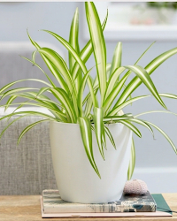 Spider Plant