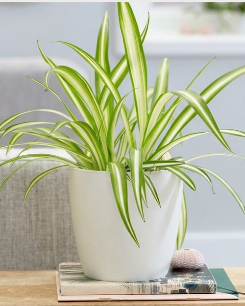 Spider Plant