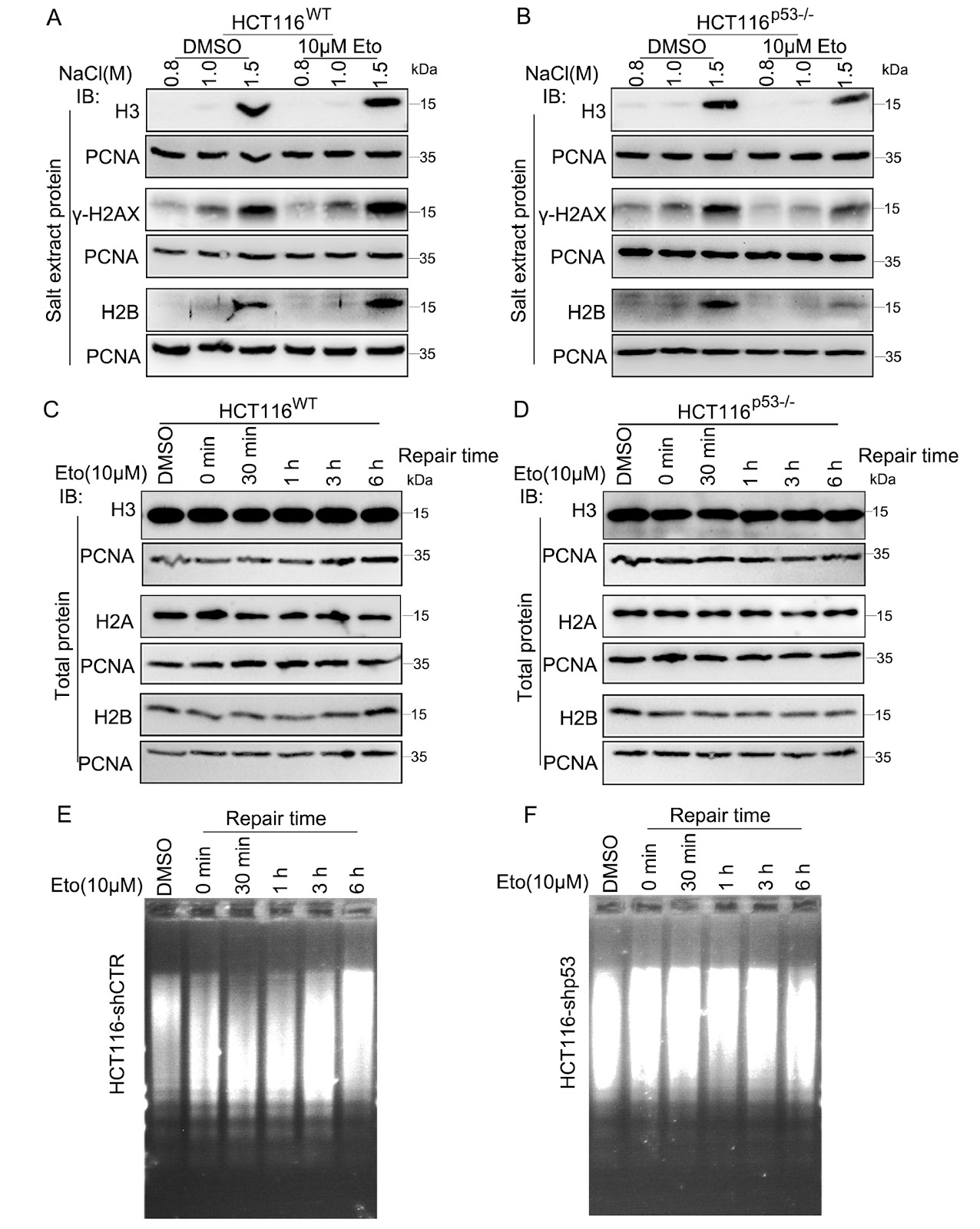 p53-dependent chromatin relaxation is required for DNA double-strand break repair