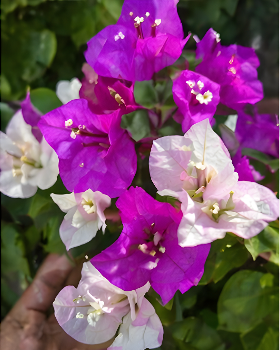 Imported Purple Mix Bougainvillea Plant — view 2