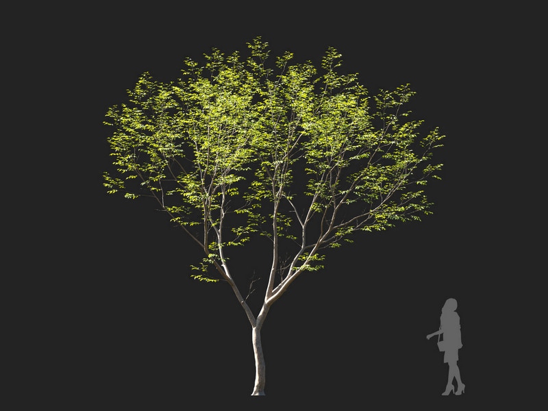 Maxtree - Plant Models Vol.114
