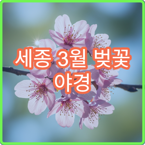 세종 3월 벚꽃 야경 드론 촬영 허용 구역 주의사항