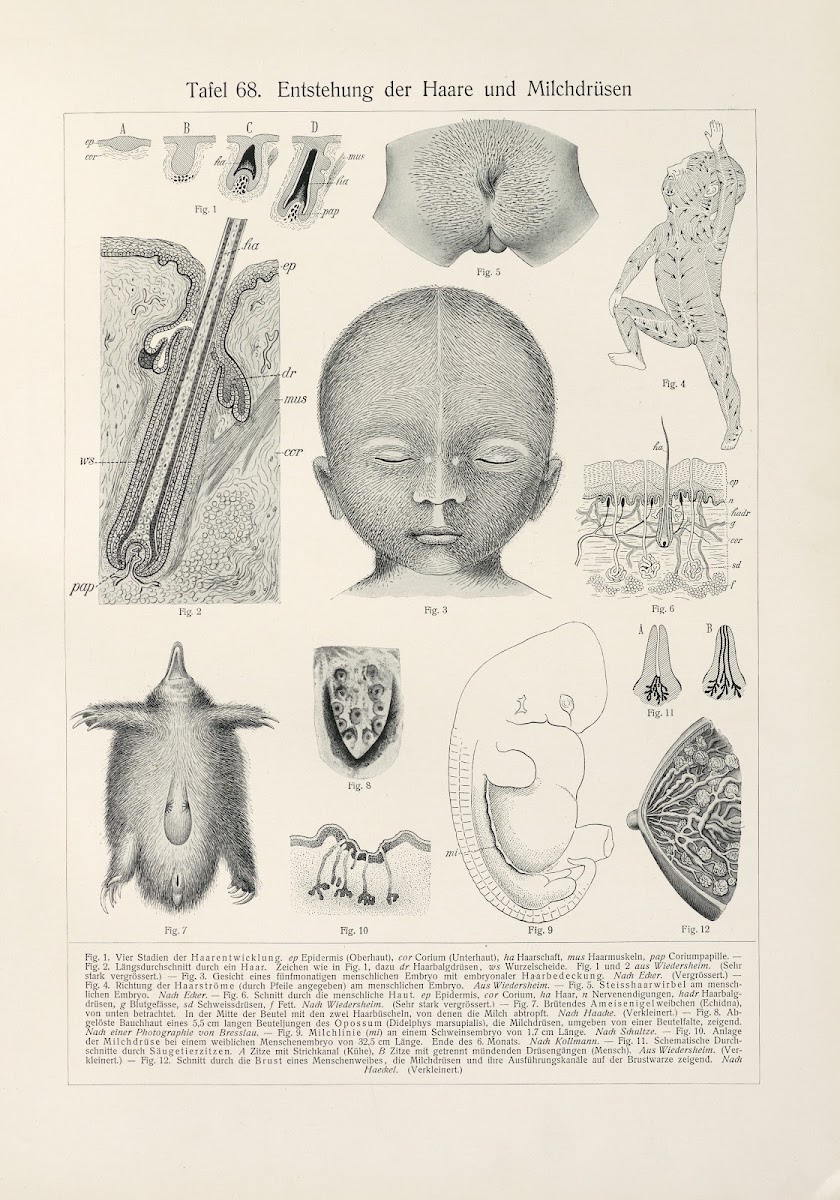 Entstehung der Haare und Milchdrüsen 1909