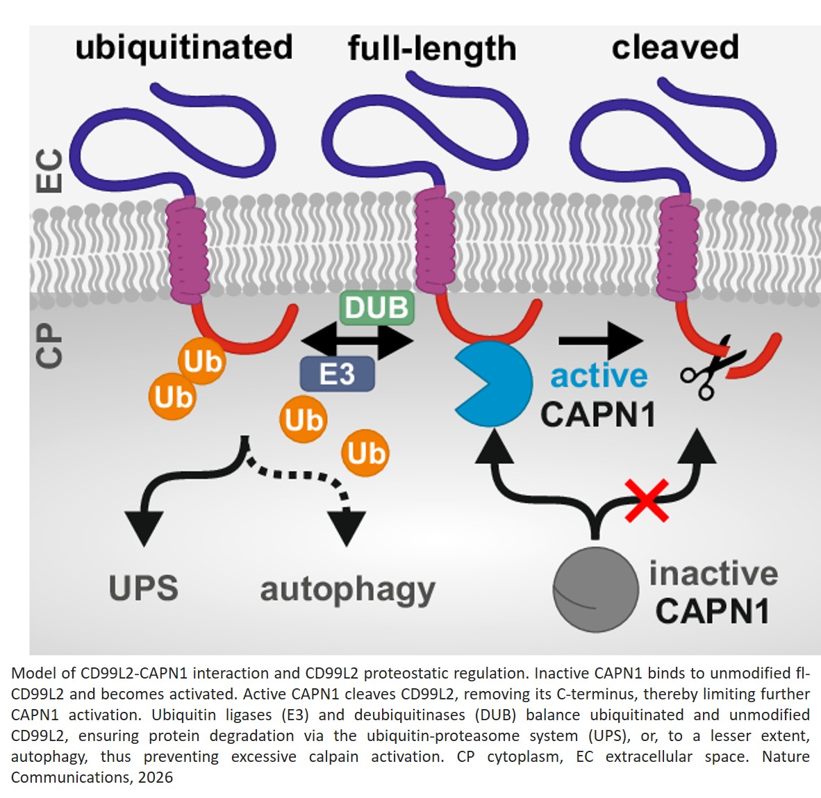 Loss-of-function variants in the CAPN1 activator CD99L2 cause X-linked spastic ataxia