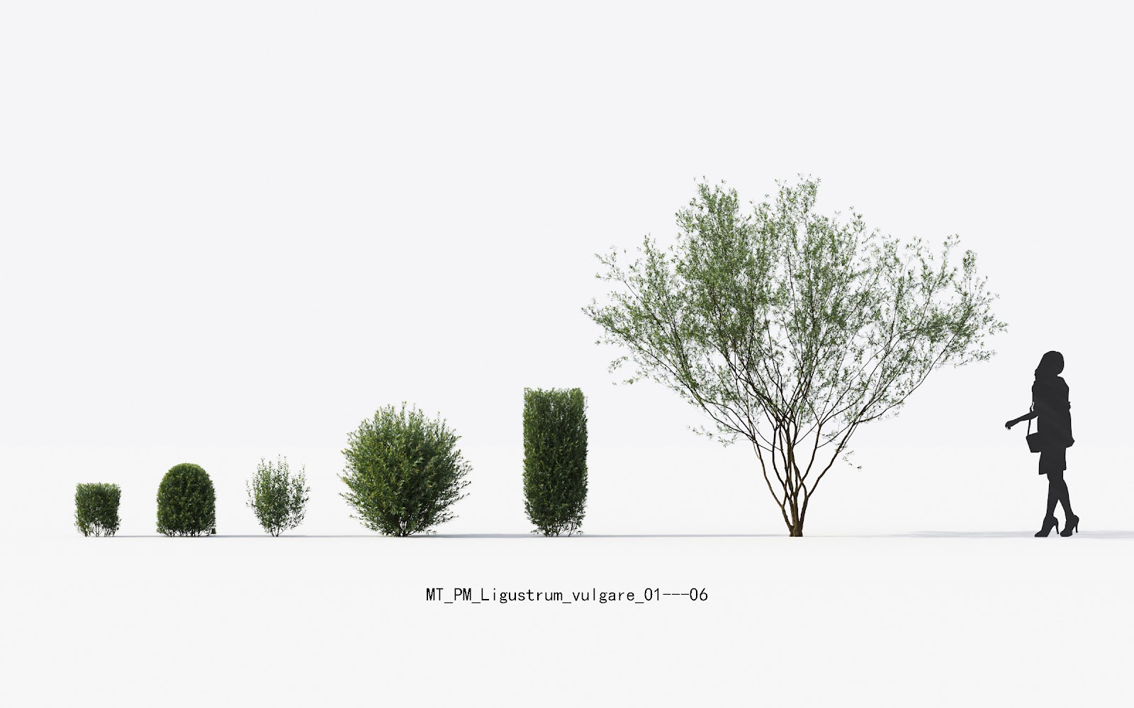 Maxtree - Plant Models Vol.13