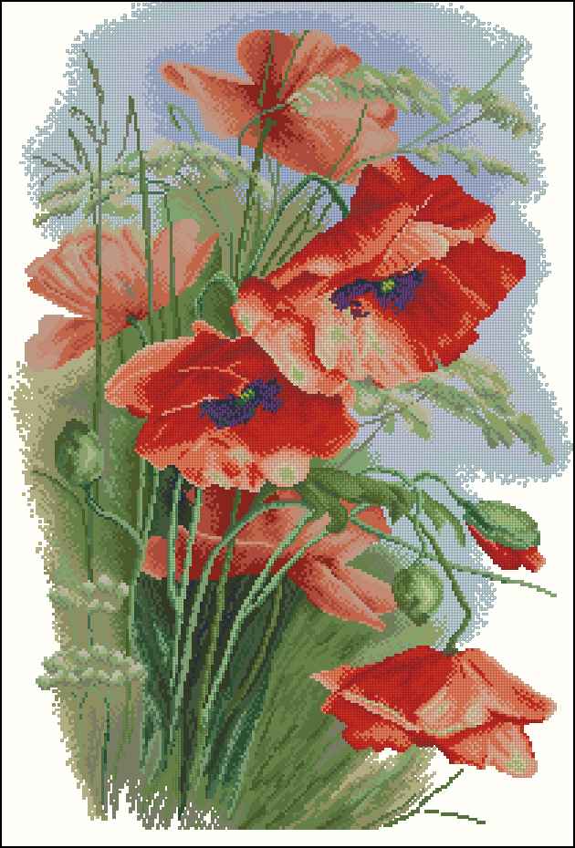 CMP 171289 Red Poppies