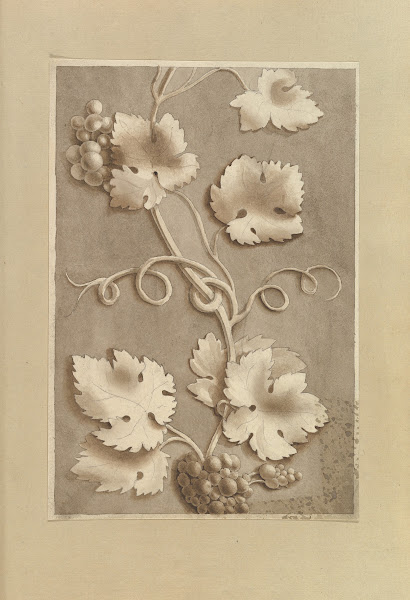 Grapes and Vine leaves 184570