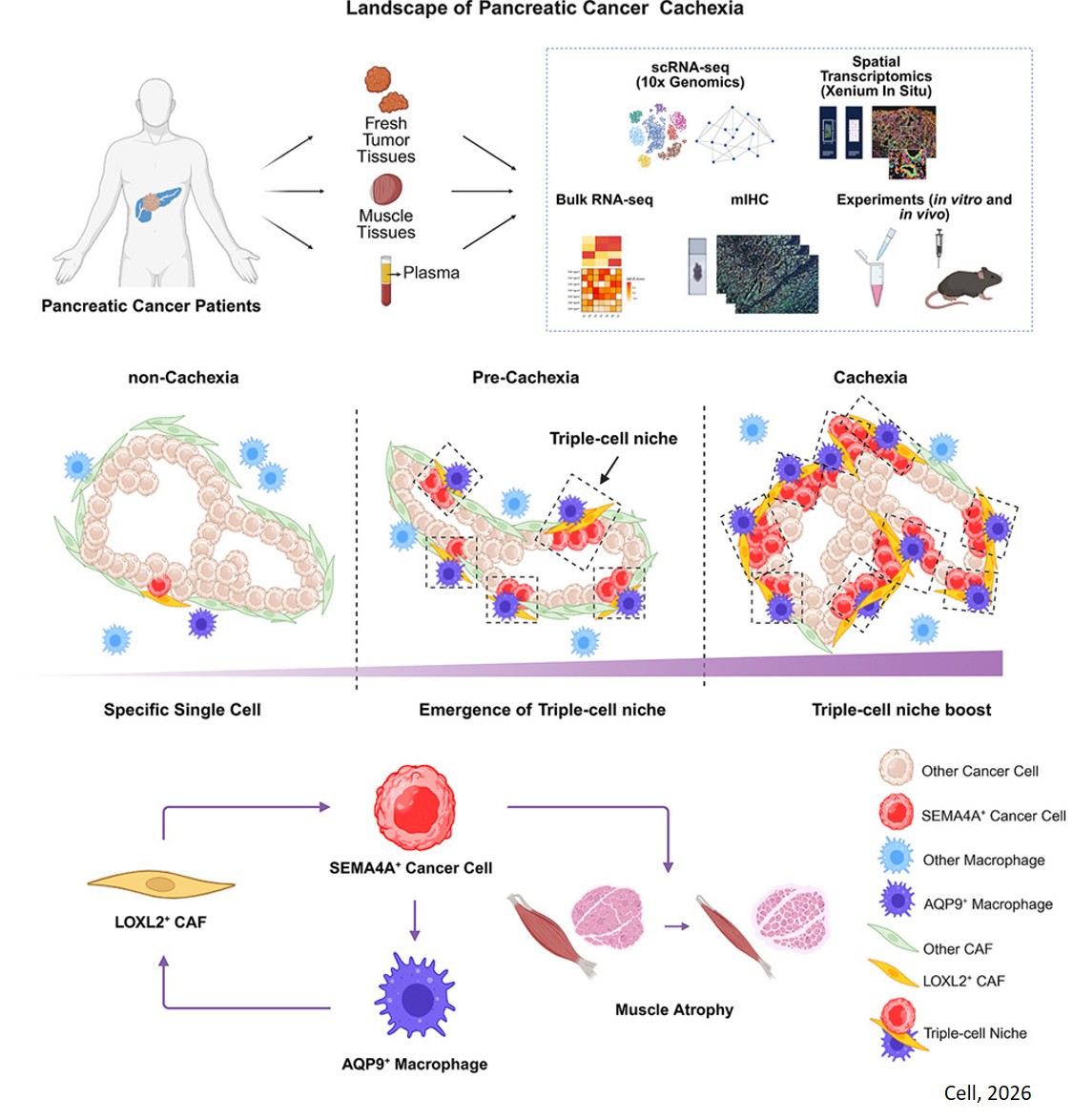 Spatial evolution of a cachexia-promoting microenvironment in pancreatic cancer