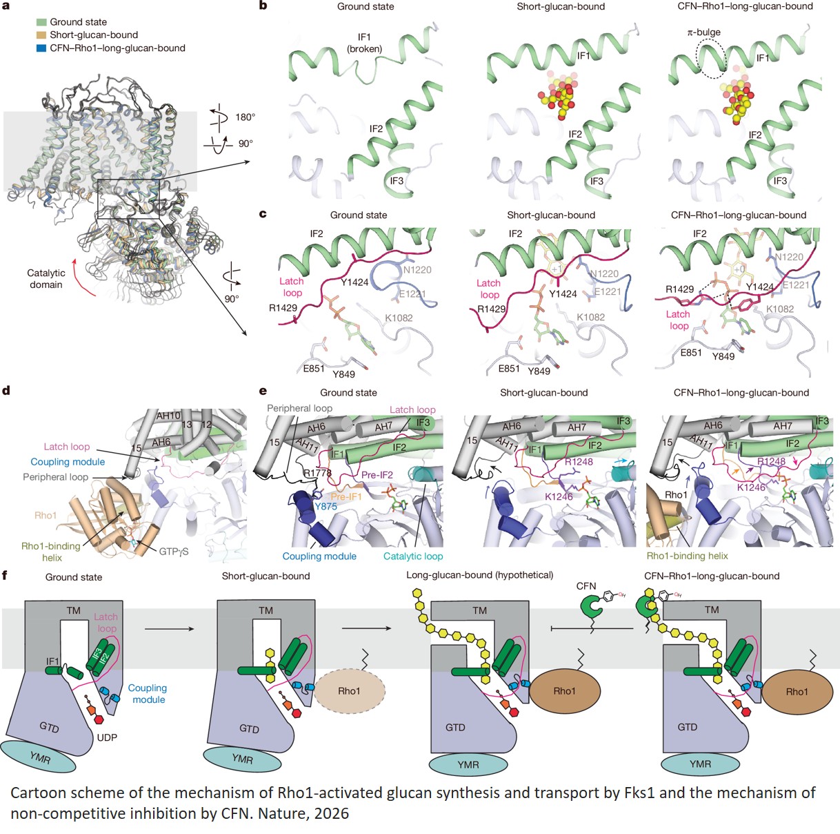 Structural basis of fungal β-1,3-glucan synthase inhibition by caspofungin