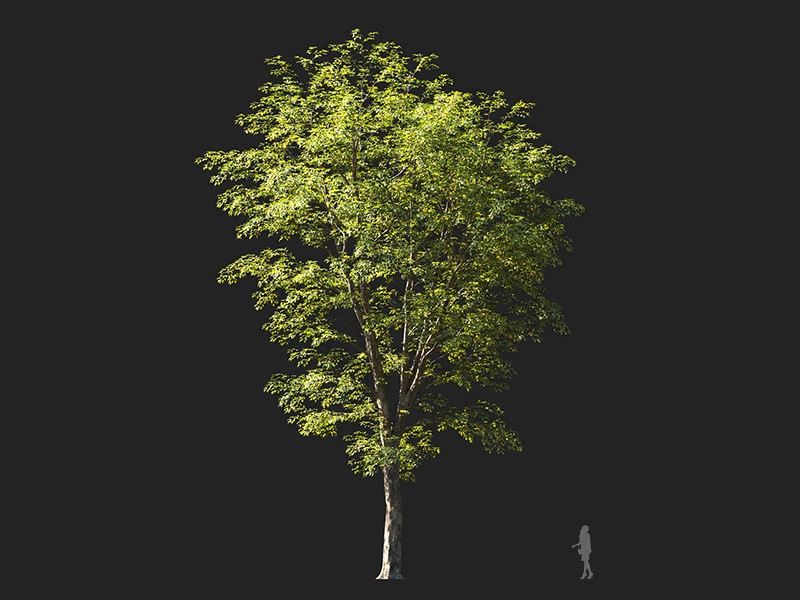 Maxtree - Plant Models Vol.132