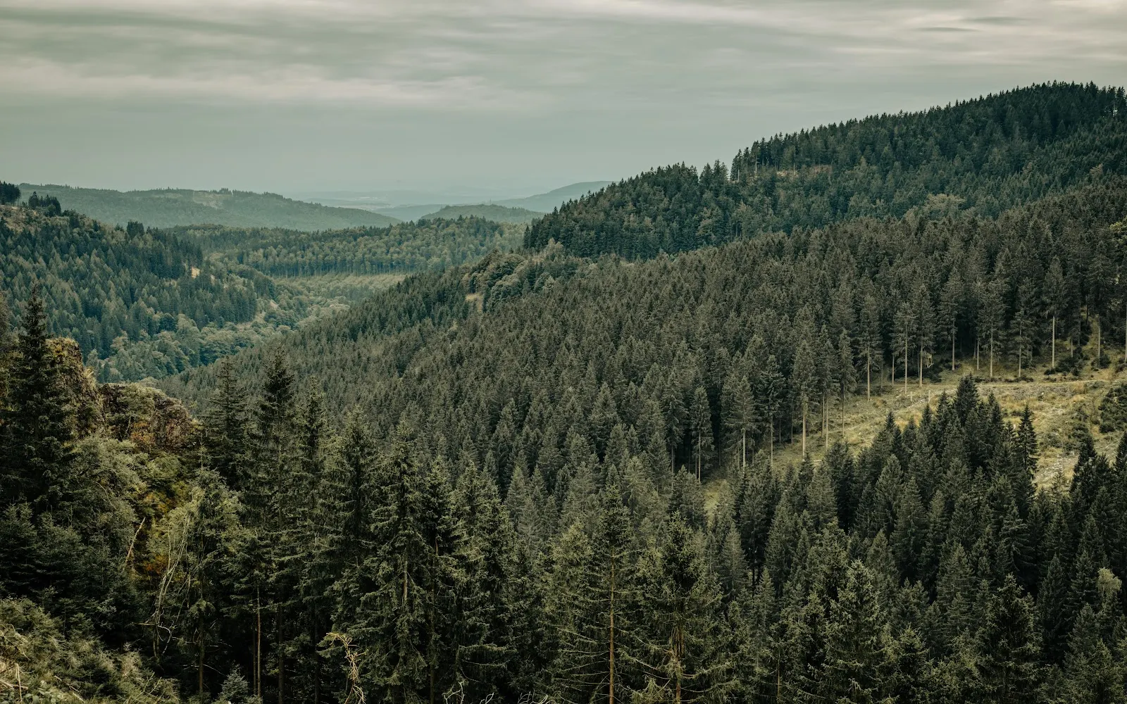 Dense Pine Forest Hills - Nature Photography 8K Wallpaper (8242x5151)