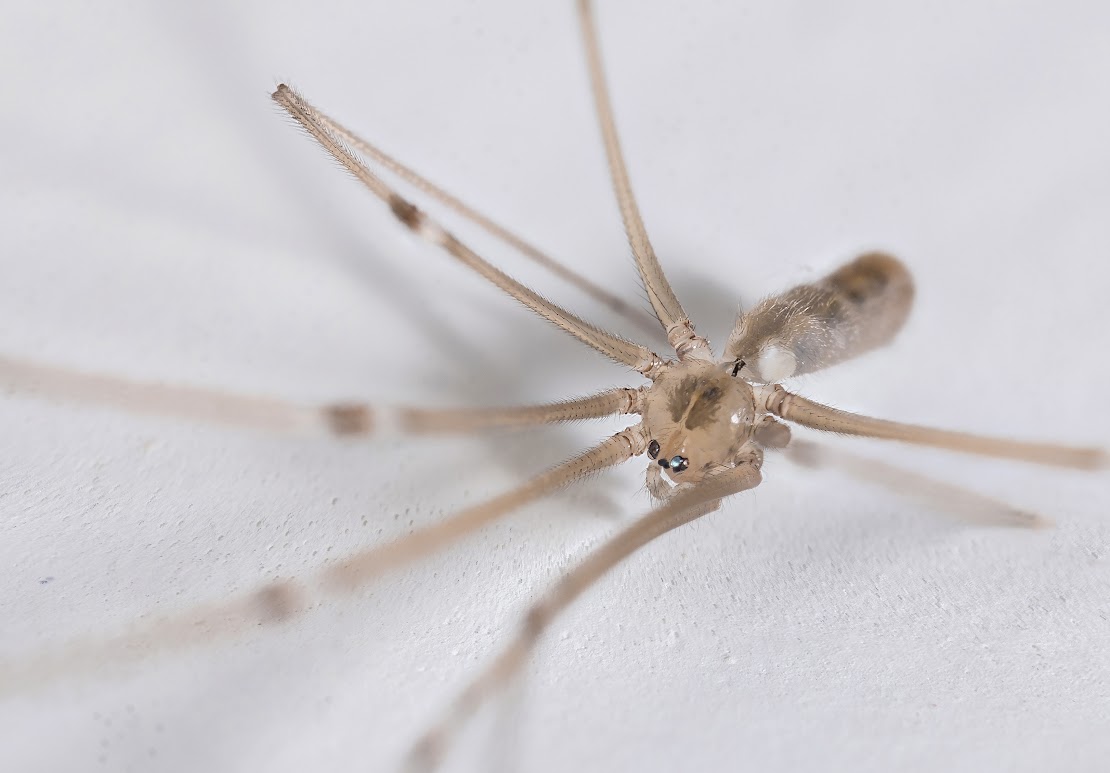 Pholcus phalangioides