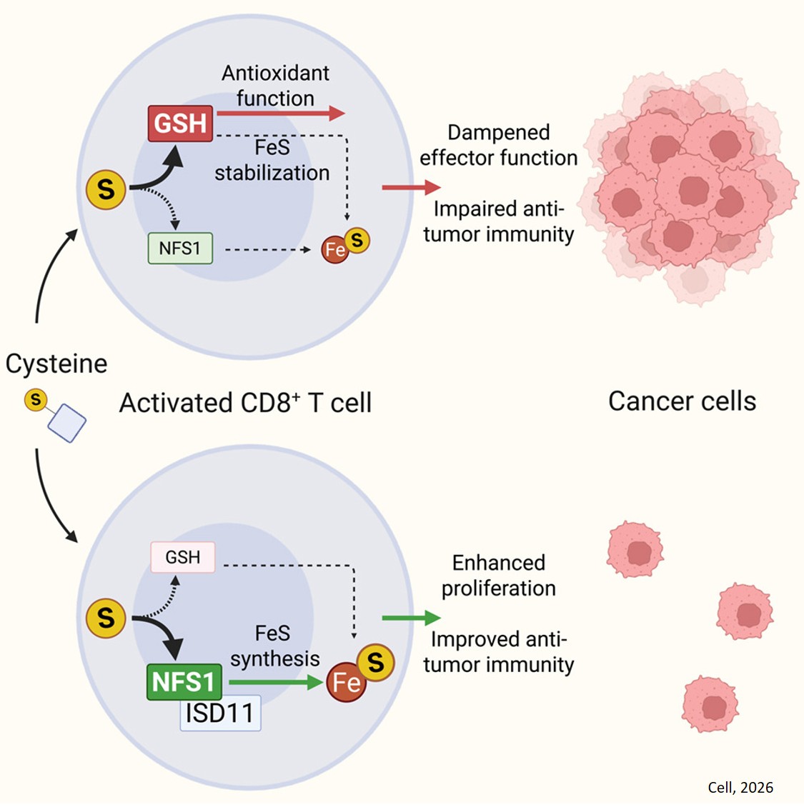 Sulfur partitioning from cysteine controls T cell proliferation and effector function
