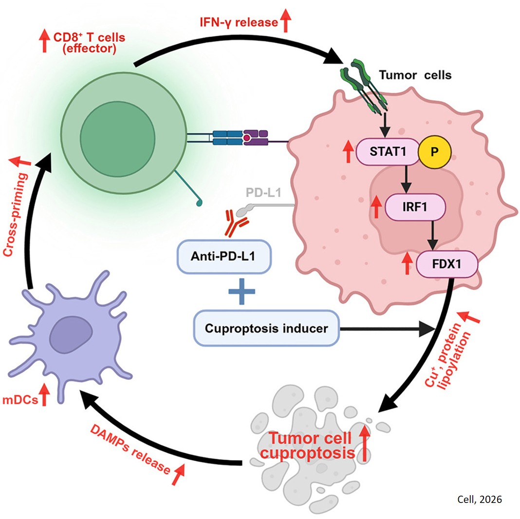 Cuproptosis-immunity crosstalk informs strategy to overcome immunotherapy resistance