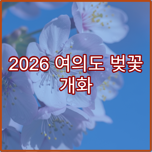 2026 여의도 벚꽃 개화 예상일과 만개 시기 실시간 확인