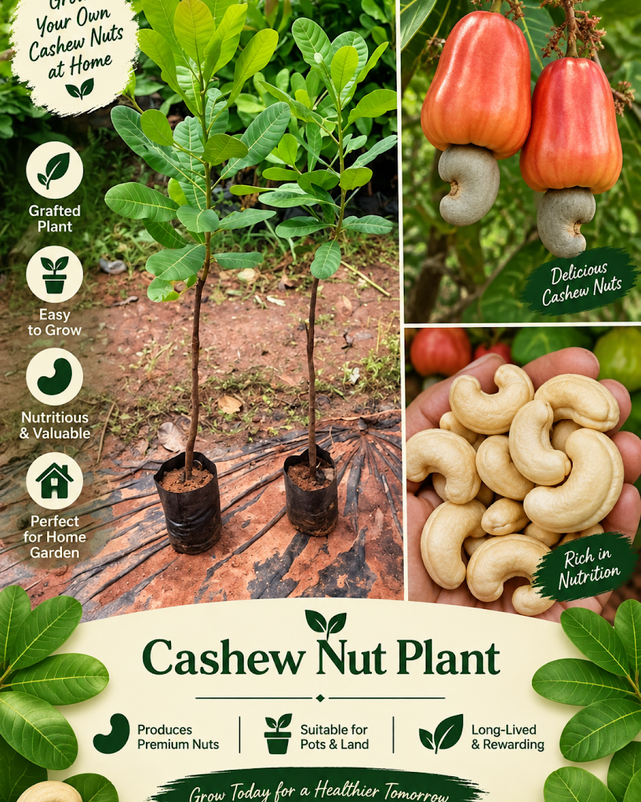 Grand Home Orchard Combo — view 8