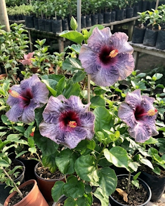 Hibiscus Drama Queen