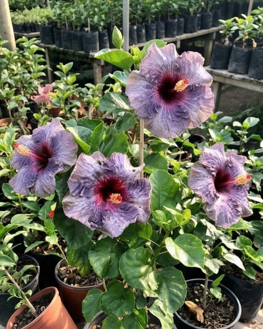 Hibiscus Drama Queen — view 1