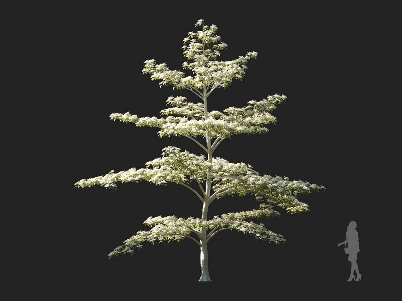 Maxtree - Plant Models Vol.114