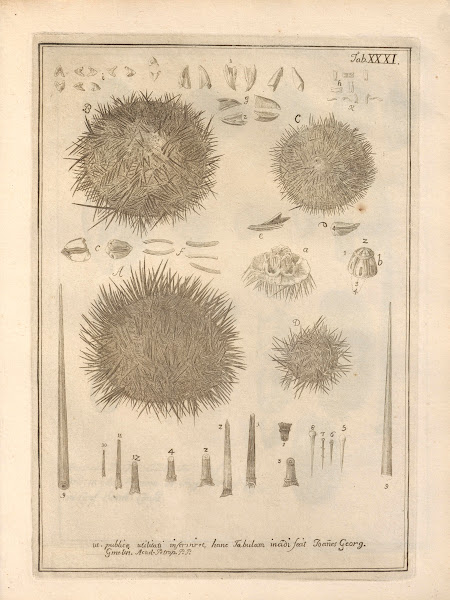 Naturalis Dispositio Echinodermatum Natural Arrangement of Echinoderms Pl32 1734